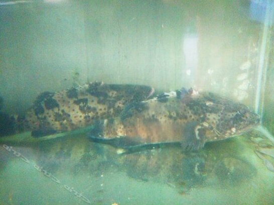 Shurui Fishing Hotel - Photo4