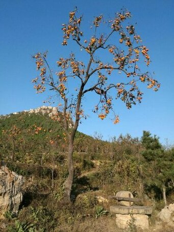 Peace Guesthouse Tianjin - Photo2