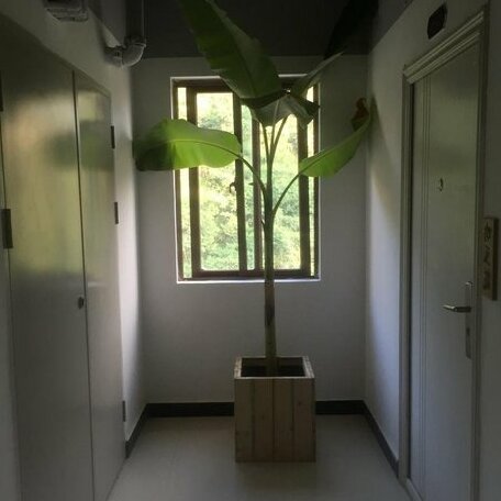 Jing Pu Plant Theme Hostel - Photo4