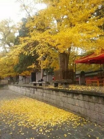 Shaolin Chanlin Hotel - Photo5