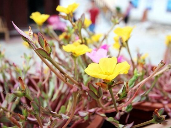Shengsi Yaxin Homestay - Photo4
