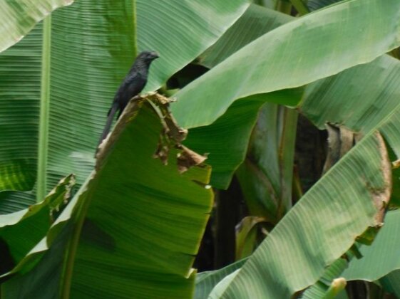 Casa Campo Calarca - Photo3