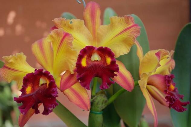 Finca Romelia Orchids and Birds - Photo2
