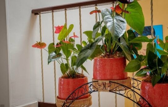 Casa Borbon - Photo2