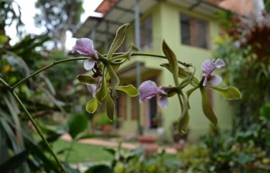 Posada Las Bromelias - Photo2