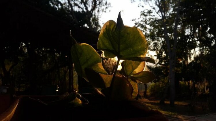 Surrona - Photo5