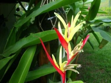 Casita Corcovado Tropical Beach House