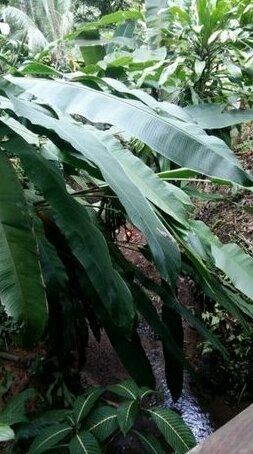 Homestay - bromeliads Corcovado
