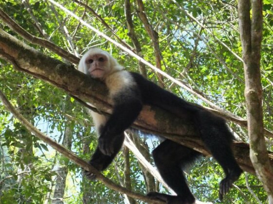 Nature Observatorio Treehouse Tours Manzanillo