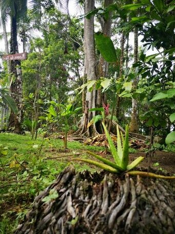 Mi Vida Lodge - Photo3