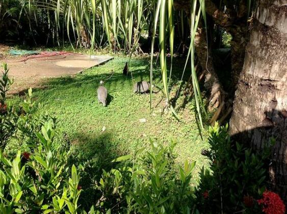 El Sueno Tropical - Photo3