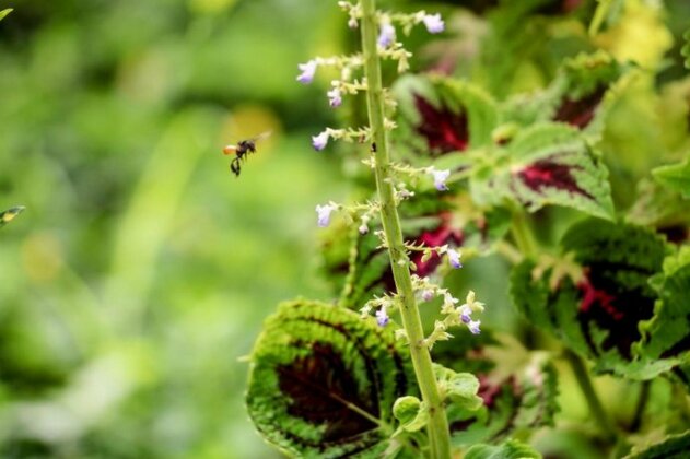 Teva Eco Retreat - Photo5