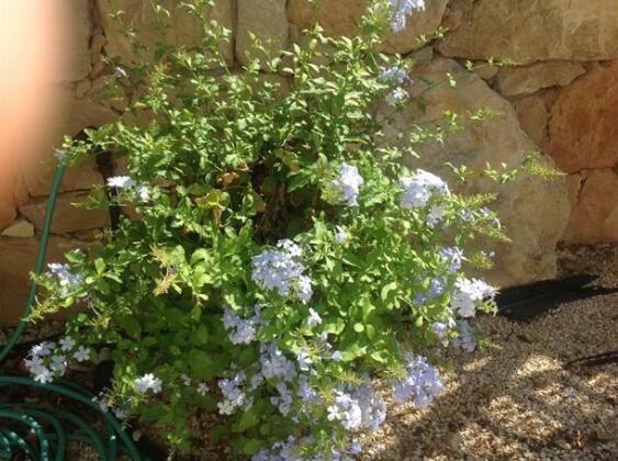 Villa Alice Paphos - Photo4