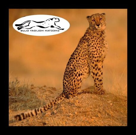 Cheetah Holiday Club - Photo2