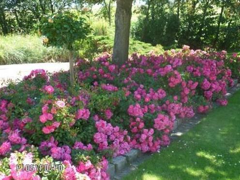 Traumblick Busum - Photo3