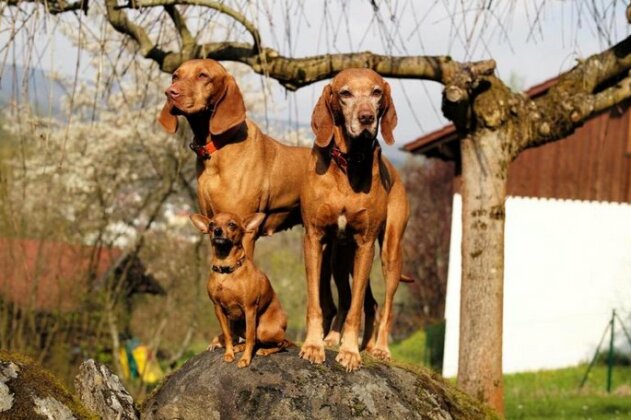 Gastehaus Falkenau Urlaub mit Hund - Photo5