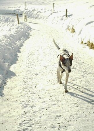 Sport-Alpin-Wohnung-110 - Photo5