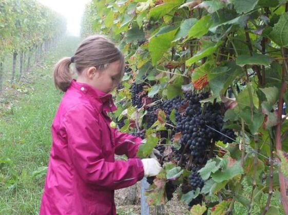 Weingut Claes Schmitt Erben - Photo2