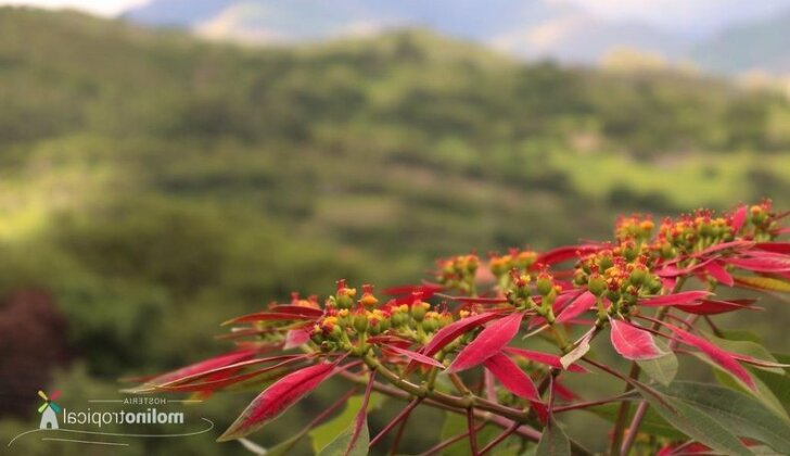 Molino Tropical - Photo4