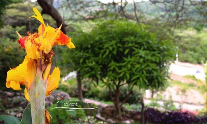 Molino Tropical - Photo5