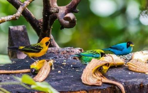 Copalinga Ecolodge - Photo3