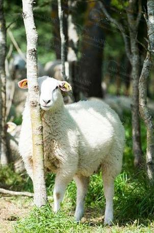Maehansu Tourist Farm - Photo4