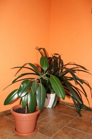 Edgari Guesthouse - Photo3