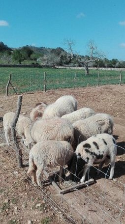 Sa Granja - Photo4