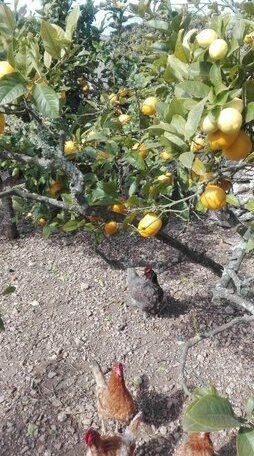 Sa Granja - Photo5