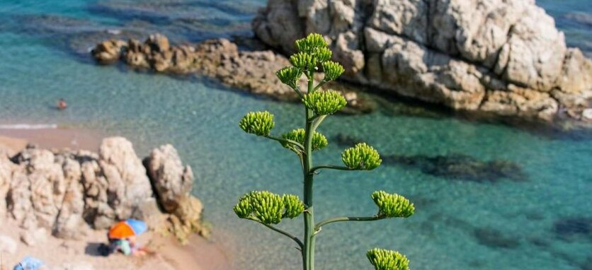 Calella Beach - Photo4