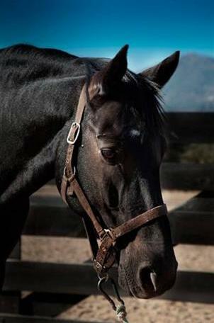 Lantero Horse & Lodge - Photo4
