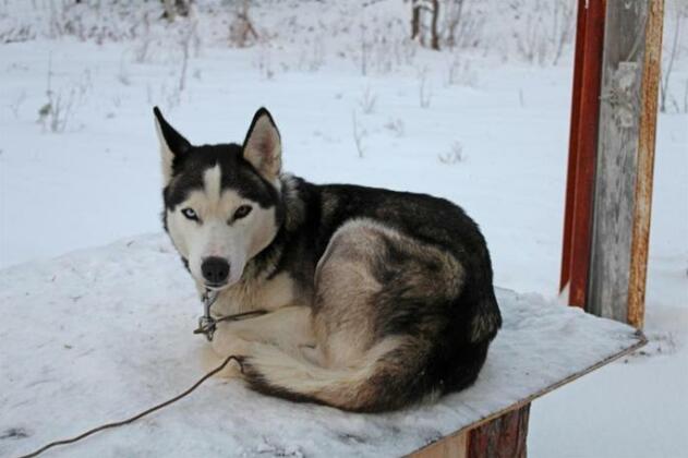 Aurora & Husky Forest Camp - Photo4