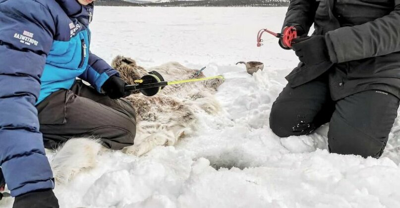 Arctica Lapland Holidays - Photo2