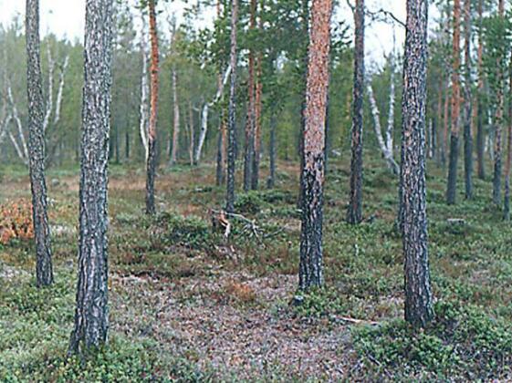 Pajakoski - Photo4