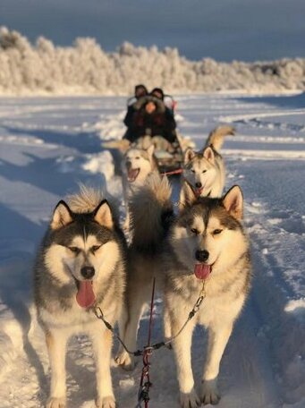 Arctic Home - Photo3