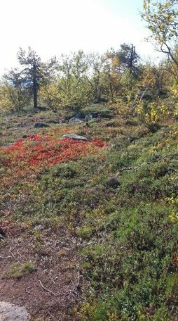 Ranta Aarela - Photo3