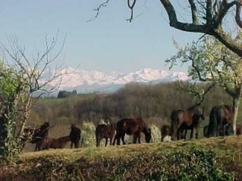 Haras Picard du Sant - Photo5