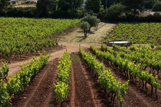 Domaine De La Navicelle - Pinot - Photo5