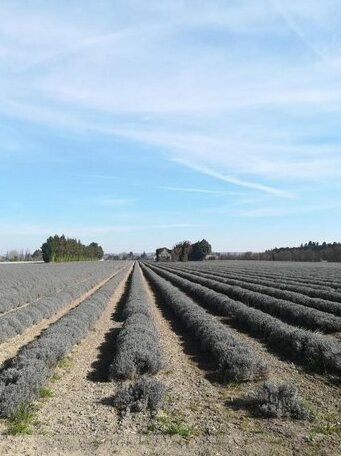 Au pied du Ventoux Le Thor - Photo3