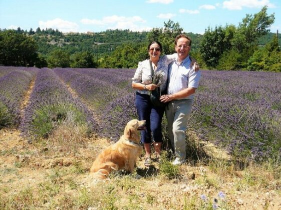 Santolines en Provence - Photo2