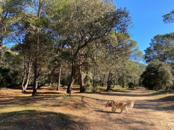 Santolines en Provence - Photo3