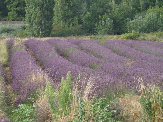 Santolines en Provence - Photo5