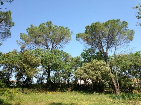 Les marguerites Vers-Pont-du-Gard - Photo4