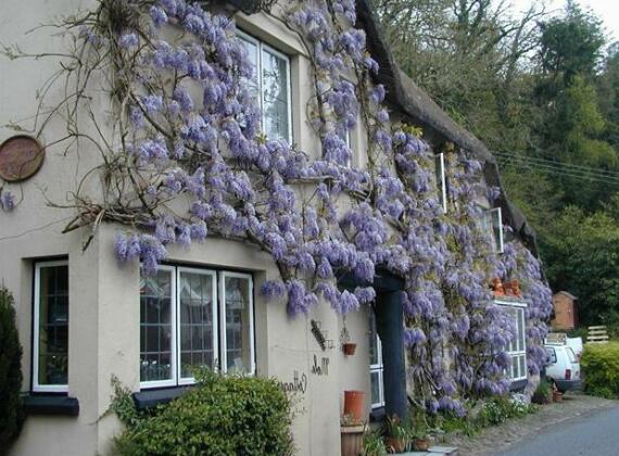Mole Cottage Bed and Breakfast Umberleigh
