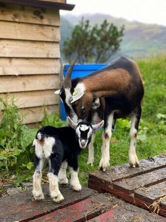 Highland Croft B&B - Photo5