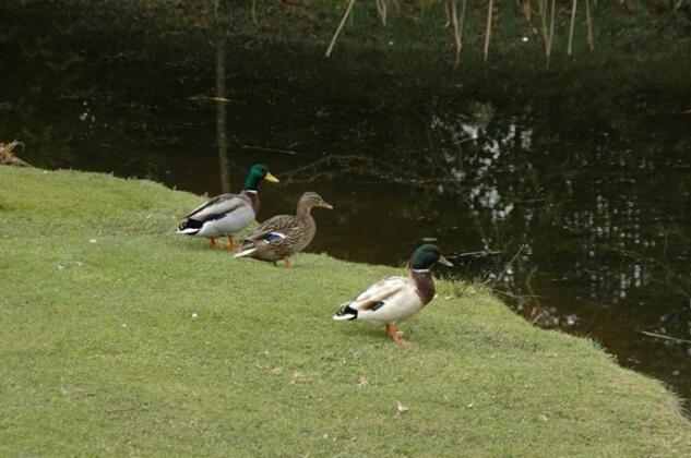 Mallards Steep