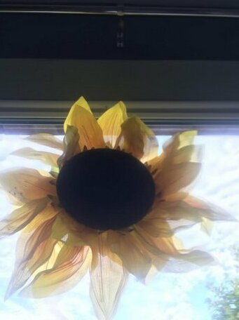 Sunflower Wigston - Photo4
