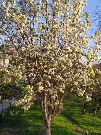 53 Jincharadze Street - Photo3