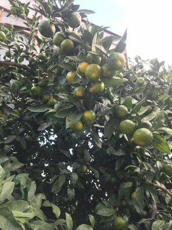 Senima's paradise - Photo3