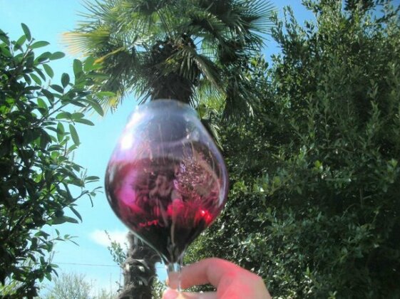 Cabernet Tali - Photo2